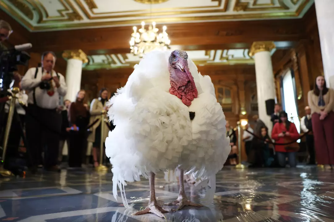 Turkeys needn
